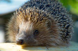 Egel Over ons